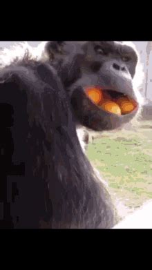 Crazy Monkeys GIFs .